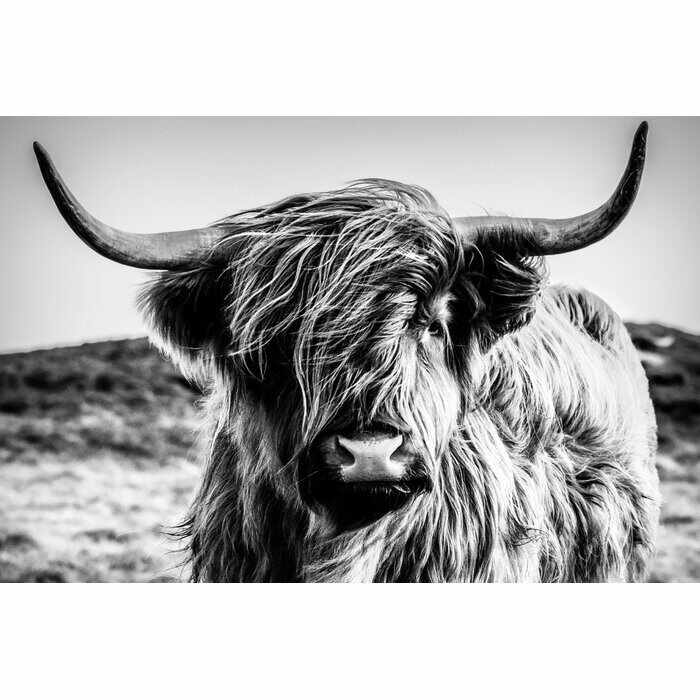 Tablou, Highland Cow, gri/negru, 60 x 90 cm