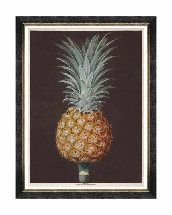 Tablou Framed Art Pineapples Of Antigua - The Antigua Pine By Brookshaw, 60 x 80 cm