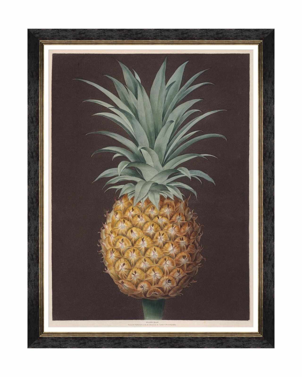 Tablou Framed Art Pineapples Of Antigua - The Havannah Pine By Brookshaw, 60 x 80 cm