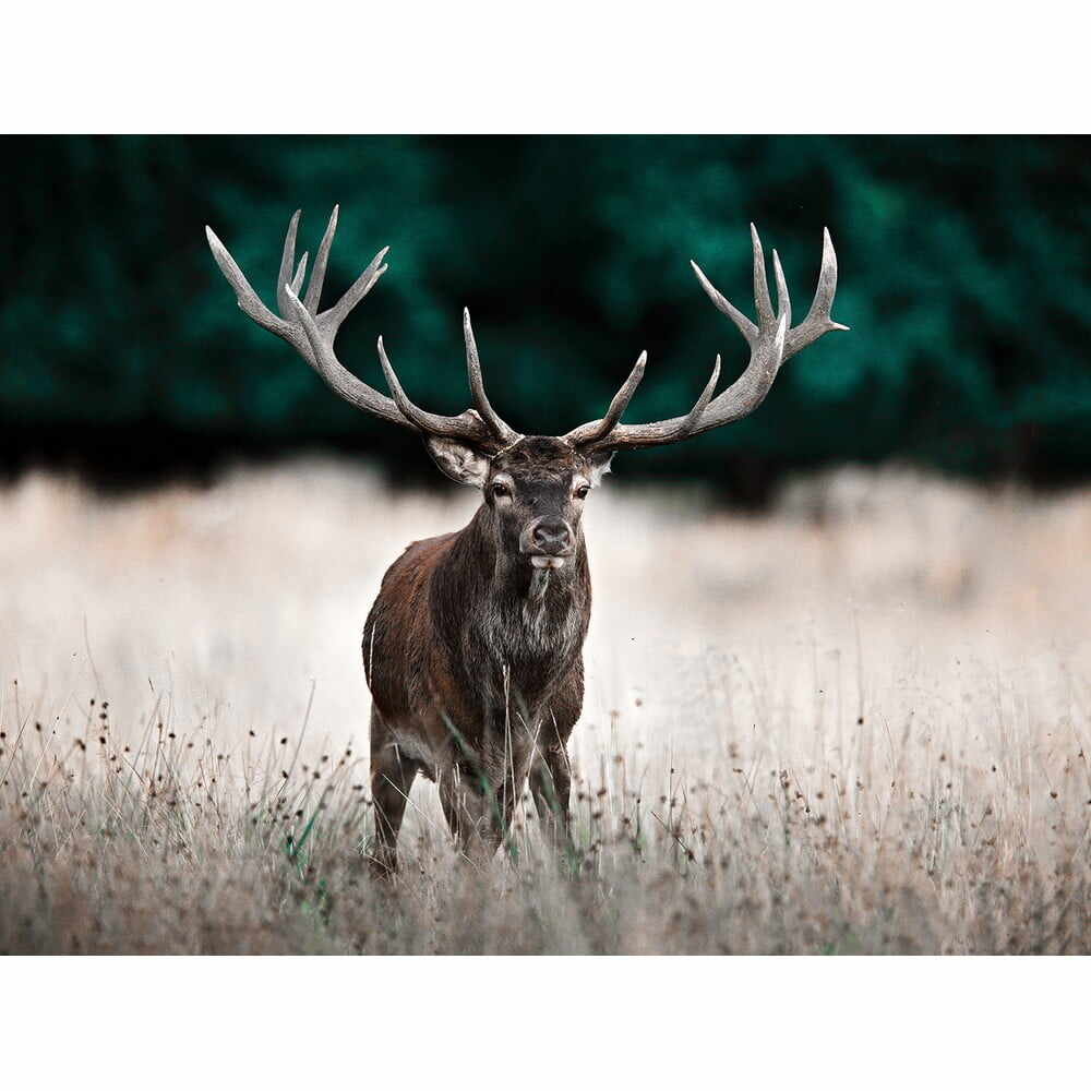 Tablou 85x113 cm Deer – Styler